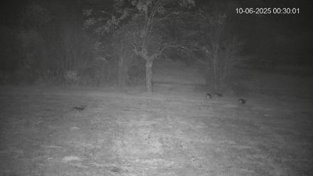 Pennsylvania Elk Live Webcam - Oct 6, 2025, 12:30am EDT
