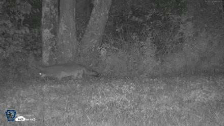 Pennsylvania Elk Live Webcam - Oct 3, 2026, 7:56pm EDT