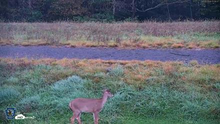 Pennsylvania Elk Live Webcam - Sep 30, 2026, 7:09am EDT