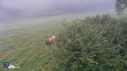 Pennsylvania Elk Live Webcam - Sep 7, 2026, 6:49am EDT