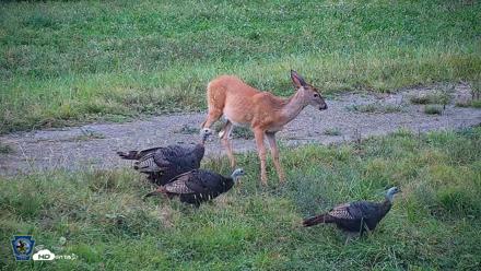 Pennsylvania Elk Live Webcam - Sep 8, 2026, 6:36pm EDT