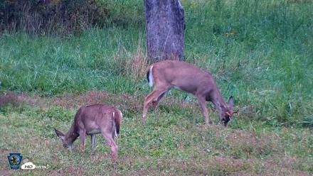 Pennsylvania Elk Live Webcam - Sep 28, 2026, 6:29pm EDT
