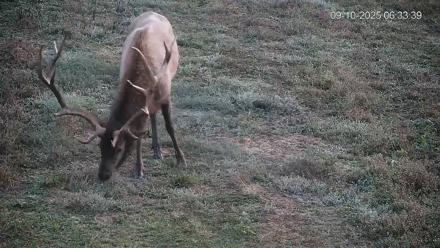 Pennsylvania Elk Live Webcam - Sep 10, 2025, 6:34am EDT