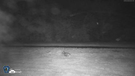 Pennsylvania Elk Live Webcam - Sep 10, 2026, 5:56am EDT