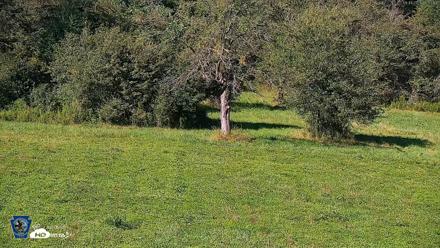 Pennsylvania Elk Live Webcam - Aug 4, 2026, 4:58pm EDT
