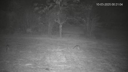 Pennsylvania Elk Live Webcam - Oct 3, 2025, 12:21am EDT