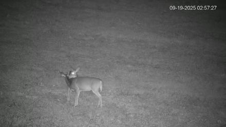 Pennsylvania Elk Live Webcam - Sep 19, 2025, 2:58am EDT