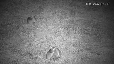 Pennsylvania Elk Live Webcam - Oct 8, 2025, 7:52pm EDT