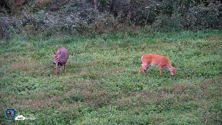 Pennsylvania Elk Live Webcam - Sep 28, 2026, 5:15pm EDT