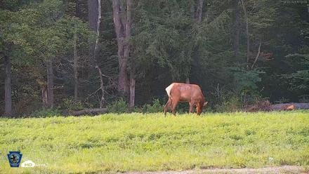 Pennsylvania Elk Live Webcam - Aug 8, 2026, 5:44pm EDT