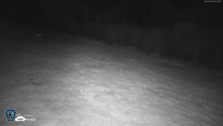 Pennsylvania Elk Live Webcam - Oct 2, 2026, 2:47am EDT
