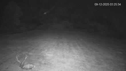 Pennsylvania Elk Live Webcam - Sep 12, 2025, 3:26am EDT
