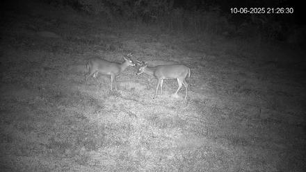 Pennsylvania Elk Live Webcam - Oct 6, 2025, 9:27pm EDT