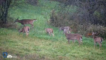 Pennsylvania Elk Live Webcam - Oct 1, 2026, 6:53pm EDT