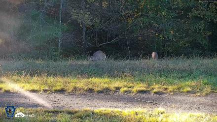 Pennsylvania Elk Live Webcam - Oct 3, 2026, 5:08pm EDT