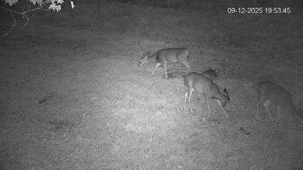 Pennsylvania Elk Live Webcam - Sep 12, 2025, 7:54pm EDT