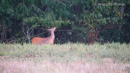 Pennsylvania Elk Live Webcam - Sep 2, 2025, 5:20pm EDT