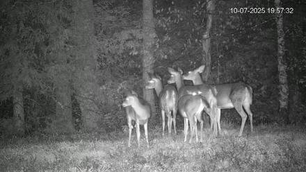 Pennsylvania Elk Live Webcam - Oct 7, 2025, 7:58pm EDT