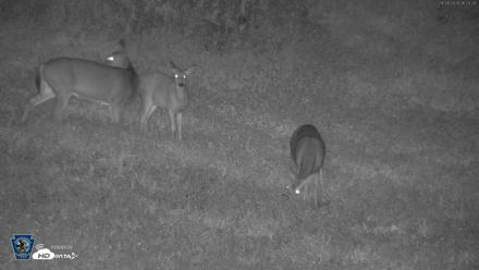 Pennsylvania Elk Live Webcam - Sep 28, 2026, 6:34am EDT
