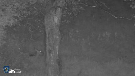 Pennsylvania Elk Live Webcam - Aug 16, 2026, 9:06pm EDT