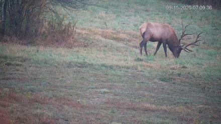 Pennsylvania Elk Live Webcam - Sep 15, 2025, 7:10am EDT
