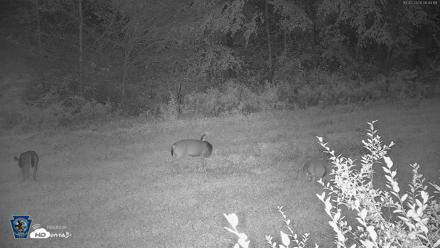Pennsylvania Elk Live Webcam - Oct 2, 2026, 6:45am EDT