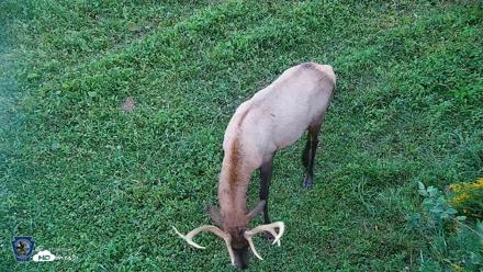 Pennsylvania Elk Live Webcam - Sep 6, 2026, 7:35pm EDT