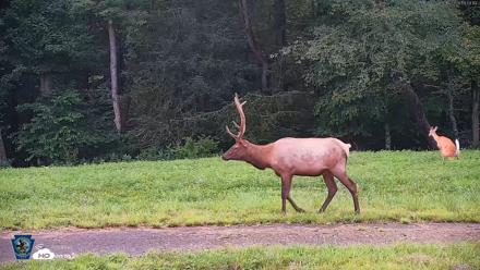 Pennsylvania Elk Live Webcam - Aug 10, 2026, 7:53pm EDT