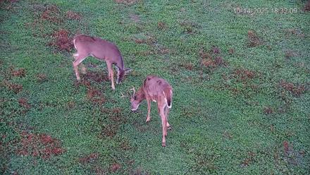Pennsylvania Elk Live Webcam - Oct 14, 2025, 6:32pm EDT