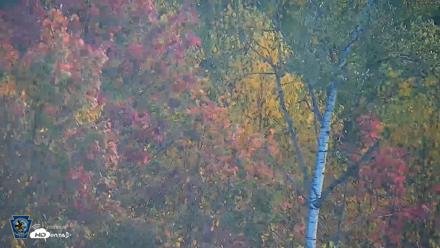 Pennsylvania Elk Live Webcam - Oct 3, 2026, 8:59am EDT