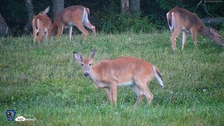 Pennsylvania Elk Live Webcam - Sep 5, 2026, 7:23pm EDT