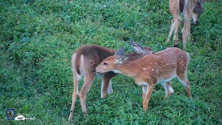 Pennsylvania Elk Live Webcam - Sep 5, 2026, 6:51pm EDT