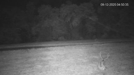 Pennsylvania Elk Live Webcam - Sep 12, 2025, 4:51am EDT