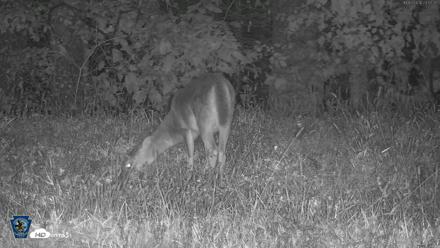 Pennsylvania Elk Live Webcam - Oct 3, 2026, 11:58pm EDT