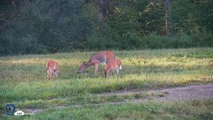 Pennsylvania Elk Live Webcam - Sep 7, 2026, 6:12pm EDT
