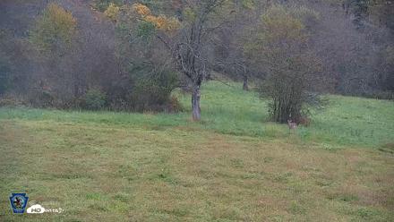 Pennsylvania Elk Live Webcam - Oct 1, 2026, 7:40am EDT