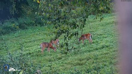 Pennsylvania Elk Live Webcam - Sep 5, 2026, 7:55am EDT