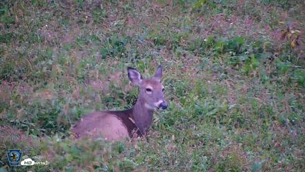 Pennsylvania Elk Live Webcam - Oct 1, 2026, 8:35am EDT