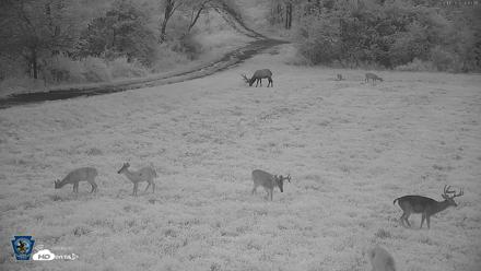 Pennsylvania Elk Live Webcam - Aug 11, 2026, 6:14am EDT