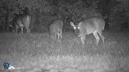 Pennsylvania Elk Live Webcam - Oct 2, 2026, 11:24pm EDT