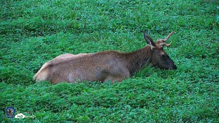 Pennsylvania Elk Live Webcam - Aug 6, 2026, 7:45am EDT