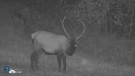Pennsylvania Elk Live Webcam - Sep 6, 2026, 8:16pm EDT