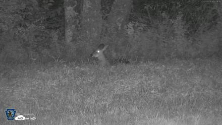 Pennsylvania Elk Live Webcam - Sep 26, 2026, 7:52pm EDT