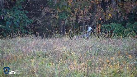 Pennsylvania Elk Live Webcam - Oct 3, 2026, 5:23pm EDT