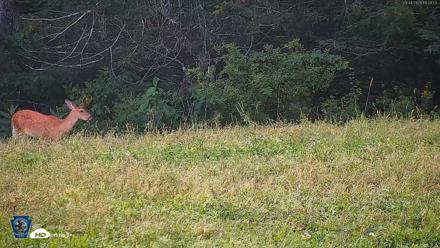 Pennsylvania Elk Live Webcam - Sep 4, 2026, 6:10pm EDT