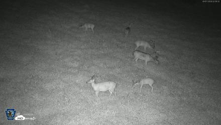 Pennsylvania Elk Live Webcam - Aug 17, 2026, 2:57am EDT