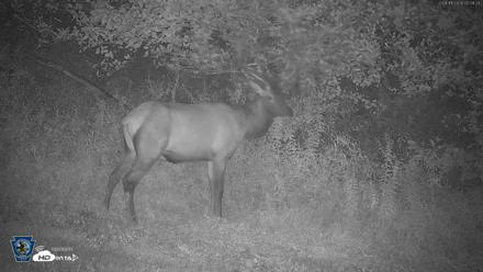 Pennsylvania Elk Live Webcam - Aug 11, 2026, 5:11am EDT