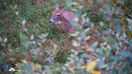 Pennsylvania Elk Live Webcam - Oct 2, 2026, 6:14pm EDT