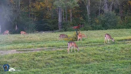 Pennsylvania Elk Live Webcam - Sep 5, 2026, 7:04pm EDT