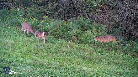 Pennsylvania Elk Live Webcam - Sep 7, 2026, 7:01pm EDT